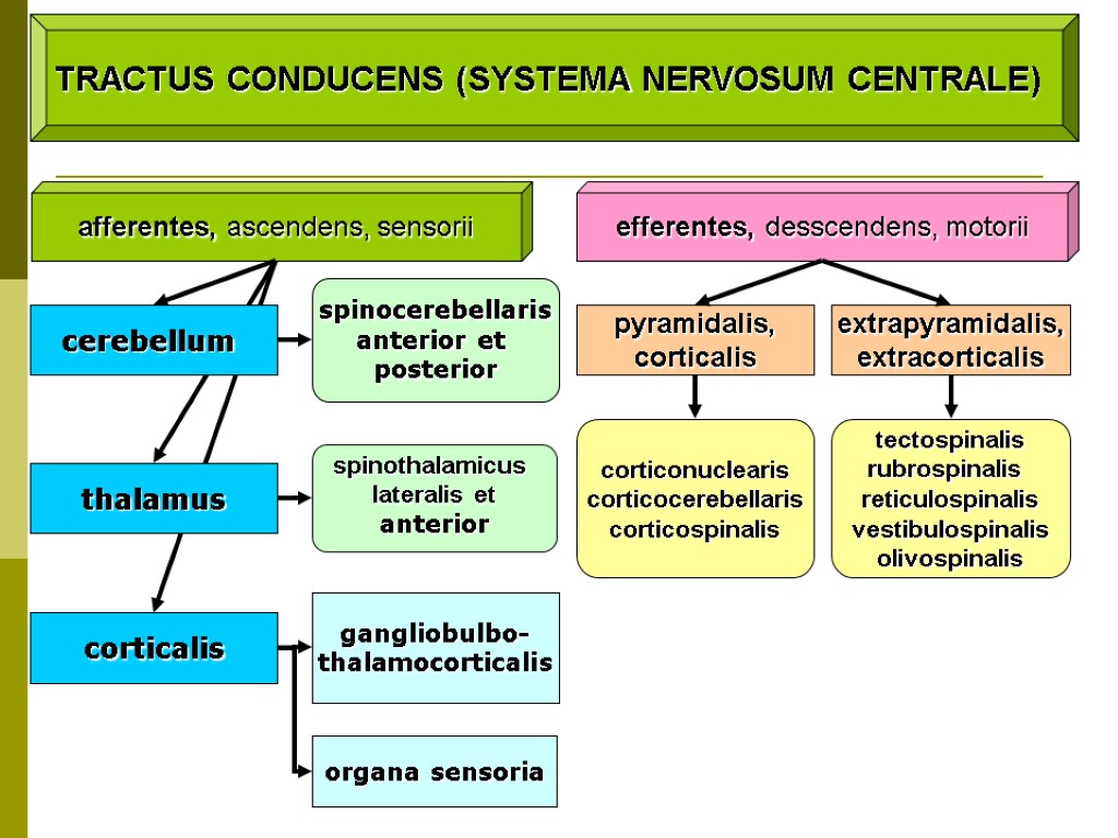 TRACTUS CONDUCENS (SYSTEMA NERVOSUM CENTRALE) afferentes, ascendens, sensorii efferentes, desscendens, motorii extrapyramidalis, extracorticalis pyramidalis,